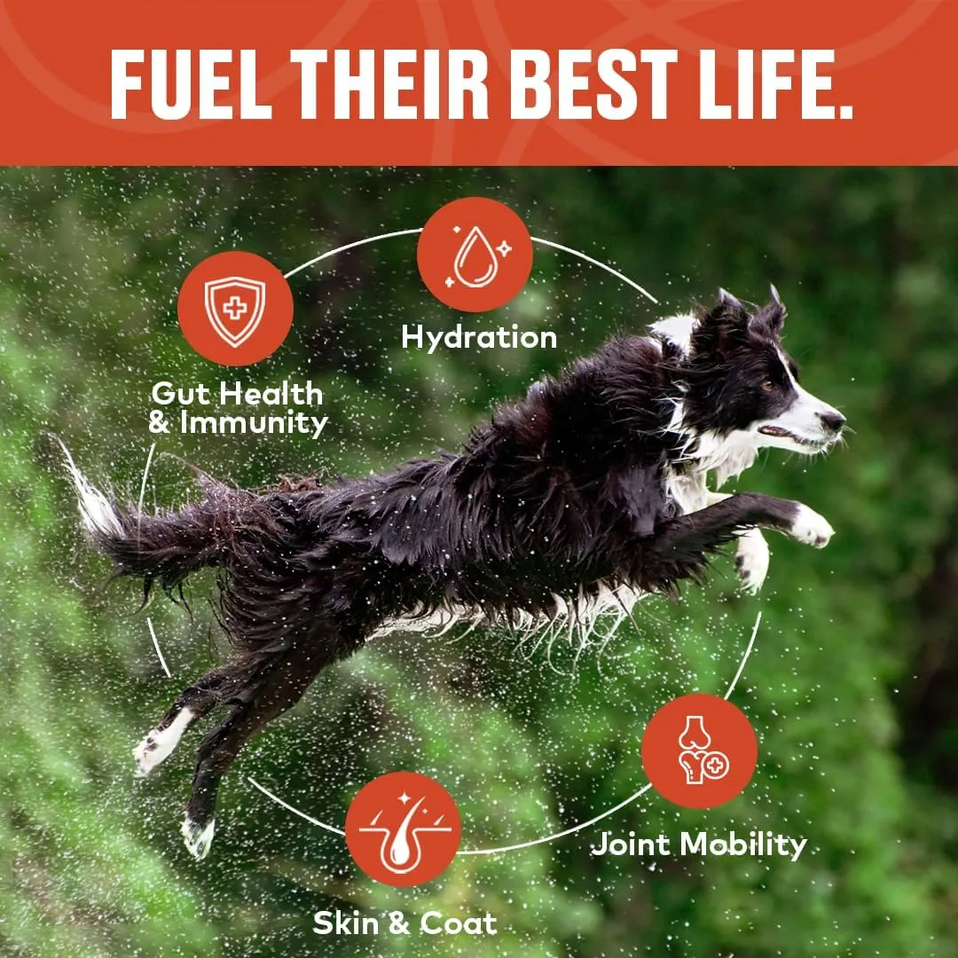 Beef Bone Broth for Dogs - Collagen Protein Supplement for Digestion, Mobility, Coat, Immune System, Joints - Healthy Dog Food Topper, Just Add Water - Human Grade, Made in USA (12 oz, 20 Servings)