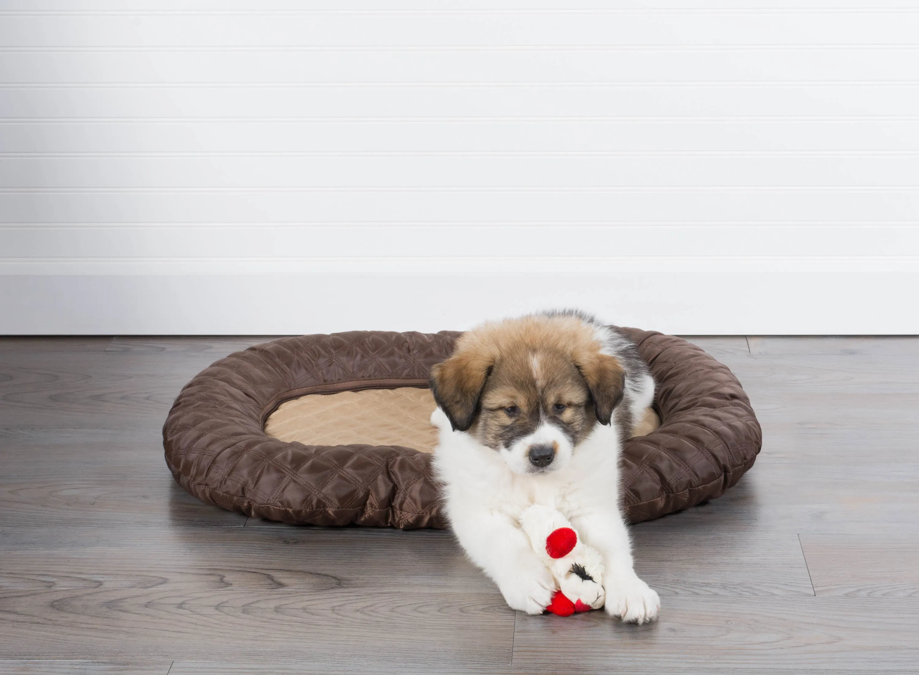 Bone Dry Pet Bed/Mat, Quilted Border Cushion, Brown, Medium - 20x28"