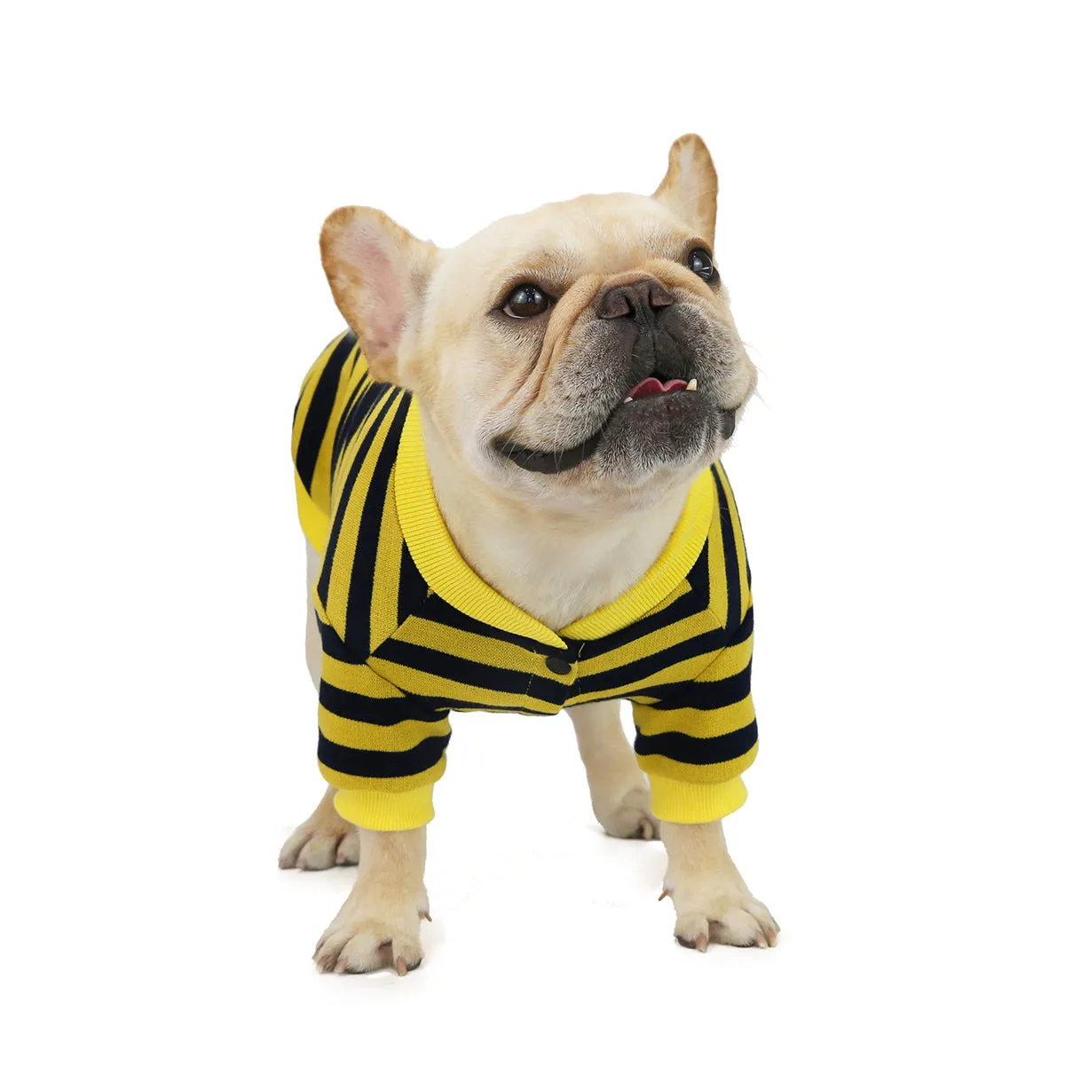 Bulldog pet clothing in autumn and winter with striped pattern