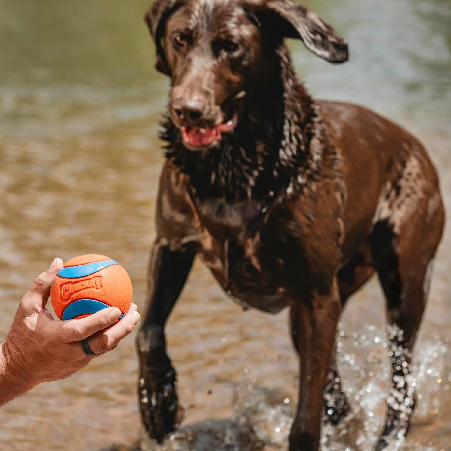 Chuckit! Ultra Ball Dog Toy - Size XXL - For Dogs 100  lbs - Made from Durable Rubber - Super Bouncy - Floats in Water - 4-inch Diameter - Pack of 1