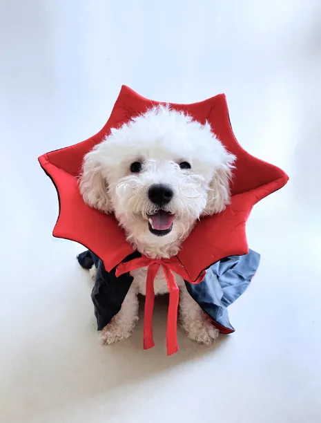 Dracula Pet Halloween Costume