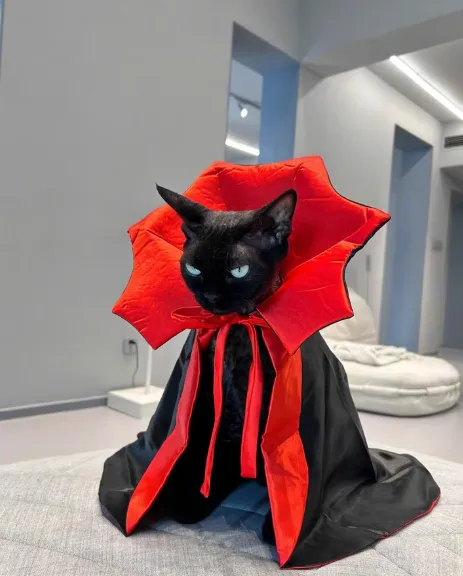 Dracula Pet Halloween Costume