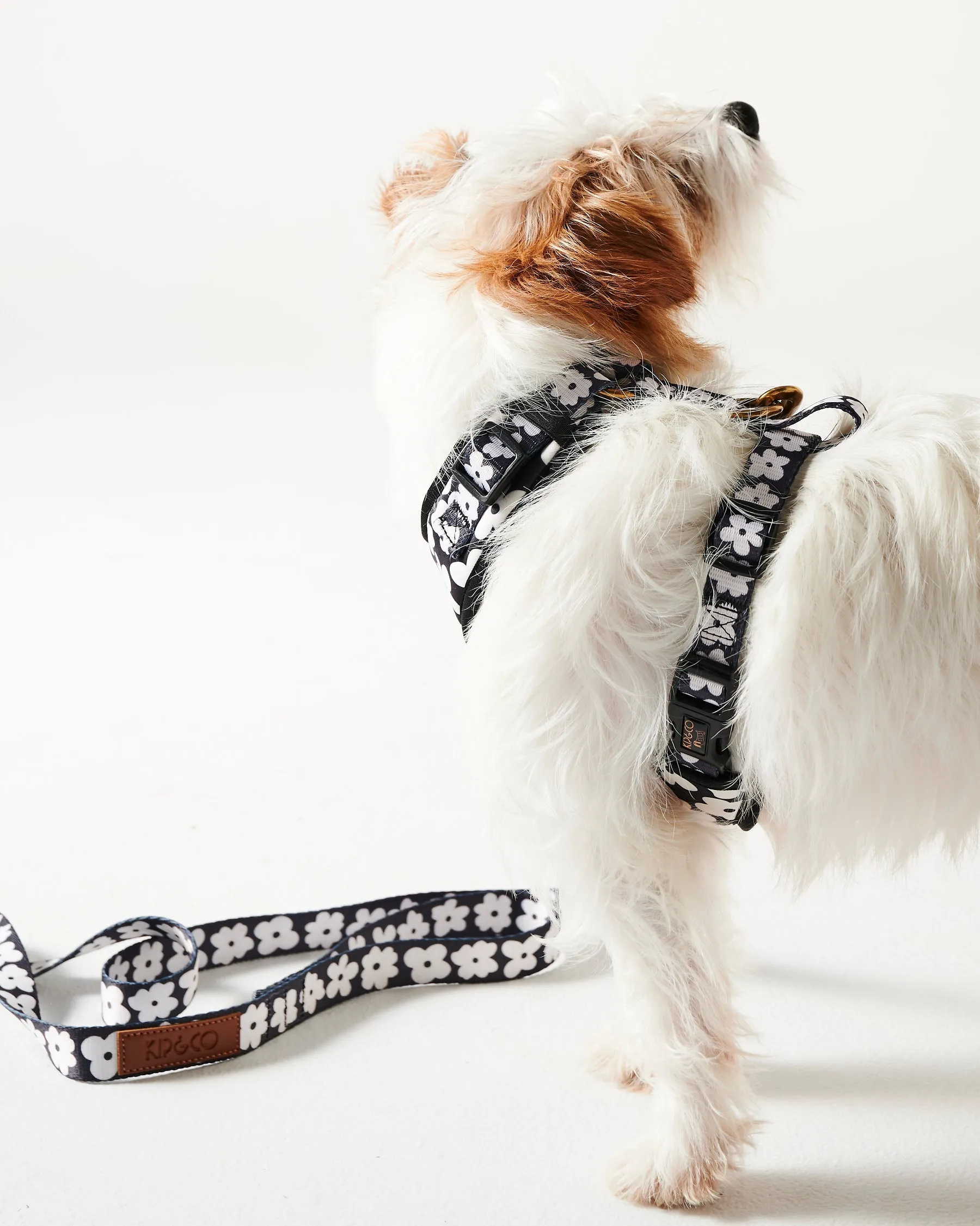 Flower Face Dog Lead