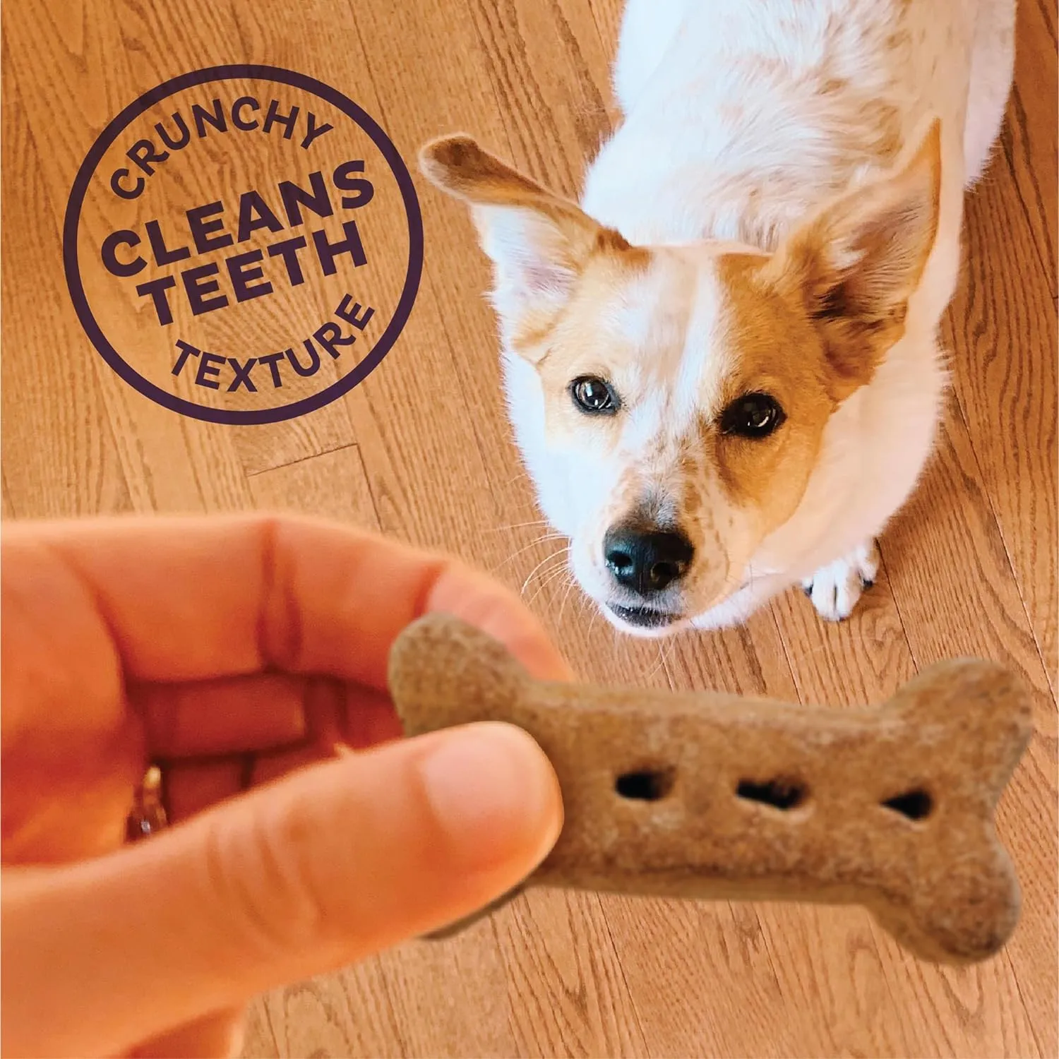 Old Mother Hubbard Wellness P-Nuttier Dog Biscuits, Natural, Training Treats, Peanut Butter Flavor, Large Size, (6 Pound Box)