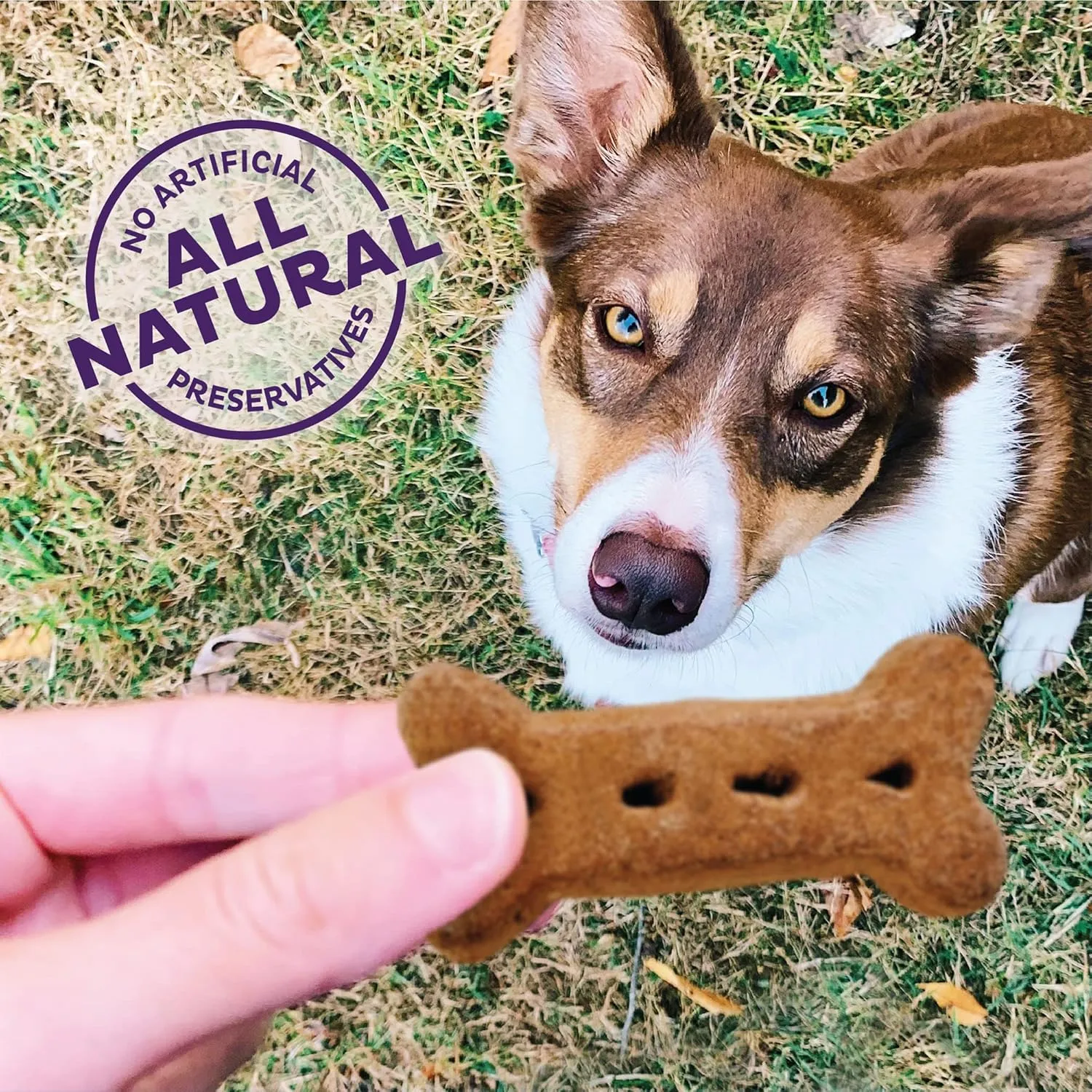 Old Mother Hubbard Wellness P-Nuttier Dog Biscuits, Natural, Training Treats, Peanut Butter Flavor, Large Size, (6 Pound Box)