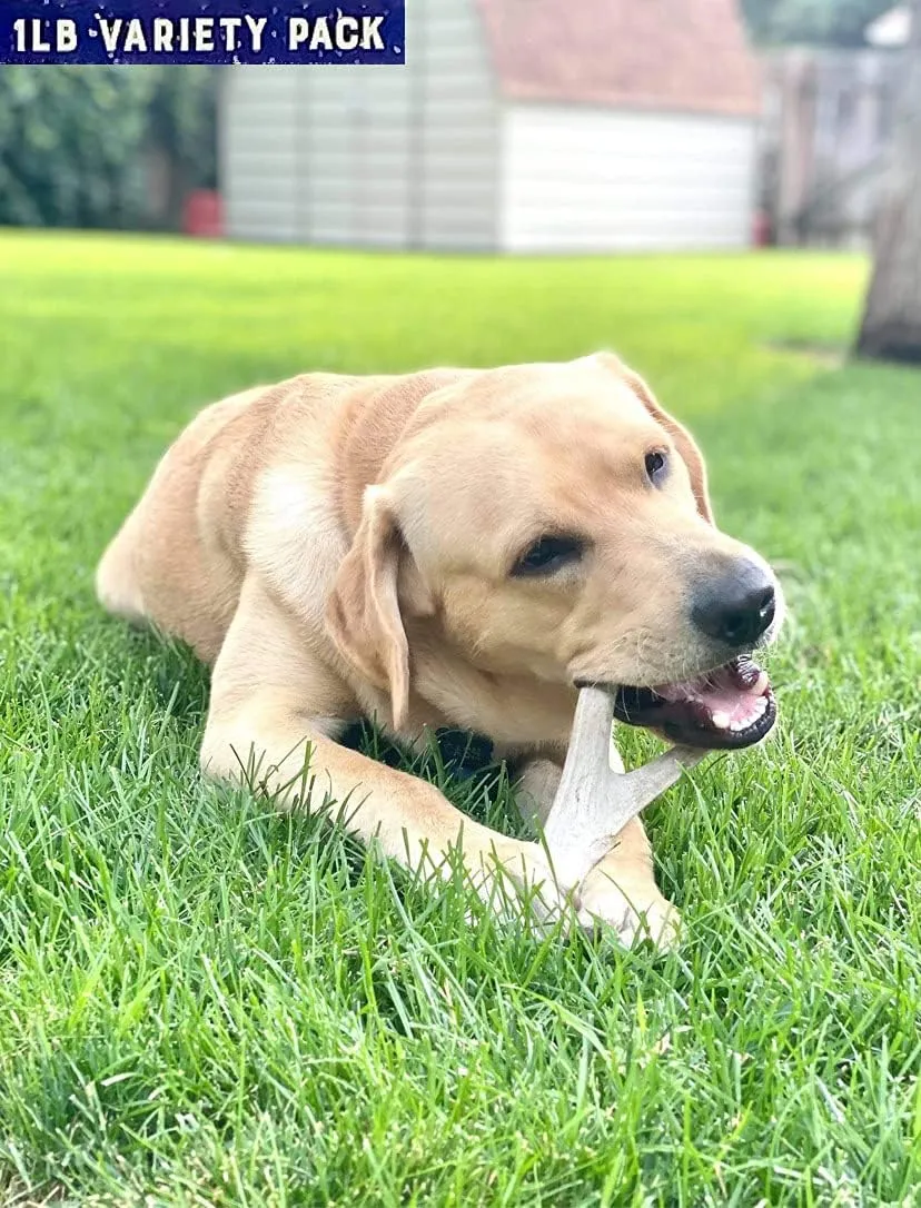 Premium Deer Antler Dog Chew Toys (1 LB Splits, Points, & Tines)