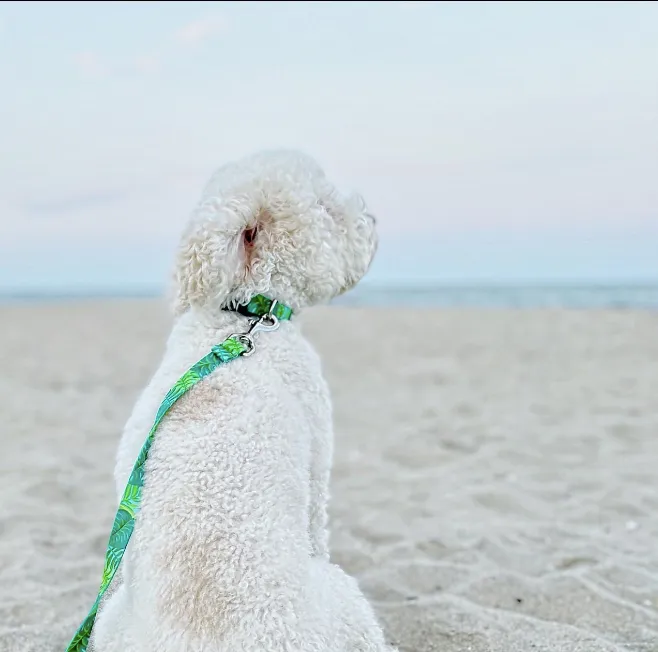 Sport Leash | Palms